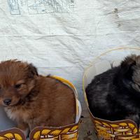 Cuccioli Volpino di Pomerania e Italiano