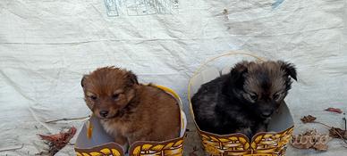 Cuccioli Volpino di Pomerania e Italiano