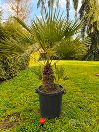 Palma nana Chamareops Humilis
