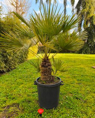 Palma nana Chamareops Humilis