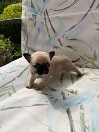 Cuccioli di chihuahua Toy