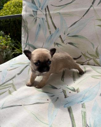 Cuccioli di chihuahua Toy