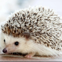 Riccio africano baby