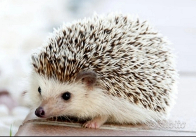 Riccio africano baby