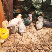 Pulli di monaci - kakariki -calopsitte