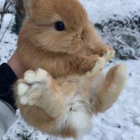 Conigli nani colorati cuccioli