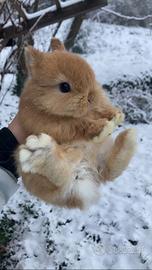 Conigli nani colorati cuccioli