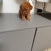 Cucciolo Barboncino Toy 60 Giorni Maschio