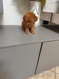 Cucciolo Barboncino Toy 60 Giorni Maschio