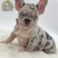 Diamantina bulldog francese lilac merle