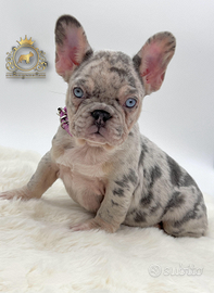 Diamantina bulldog francese lilac merle
