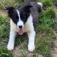 Cucciolo border collie pedigree The Best Boy