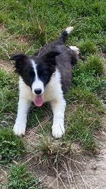 Cucciolo border collie pedigree The Best Boy