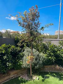 Albero Leccio