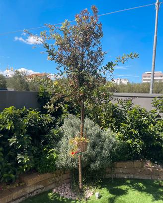 Albero Leccio