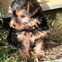 Cucciolo maschio di Yorkshire