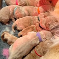 Cuccioli Golden Retriever disponibili