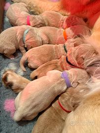 Cuccioli Golden Retriever disponibili