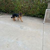 Pastore tedesco cucciola