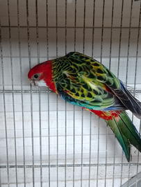 Rosella maschio
