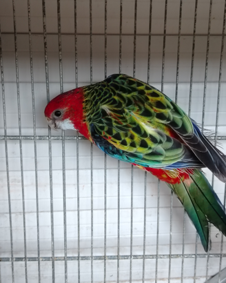 Rosella maschio