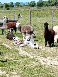 Alpaca maschi