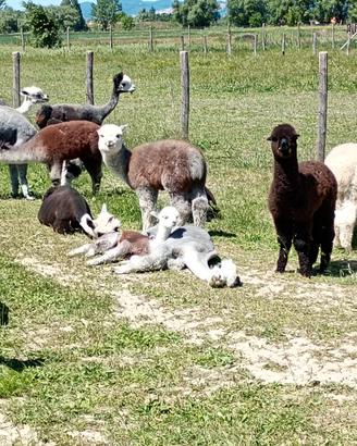 Alpaca maschi