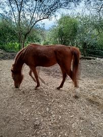 Cavallo purosangue arabo