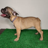 Cuccioli bulldog francese Pedigree Enci