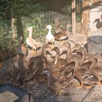 Anatre germano reale