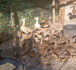 Anatre germano reale