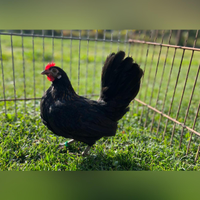 Coppia americana nana