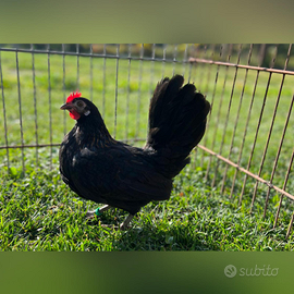 Coppia americana nana