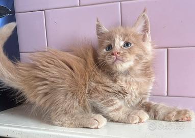 Maine Coon con pedigree ENFI