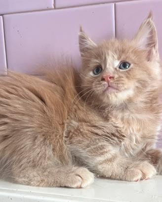 Maine Coon con pedigree ENFI