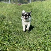 Chihuahua