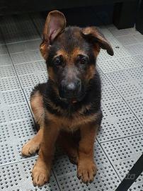 DISPONIBILE CUCCIOLA DI PASTORE TEDESCO CON PEDI. 