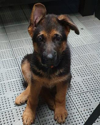 DISPONIBILE CUCCIOLA DI PASTORE TEDESCO CON PEDI. 