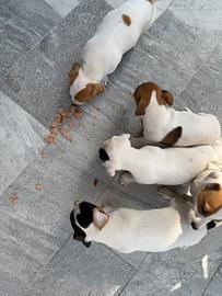 Jack Russel