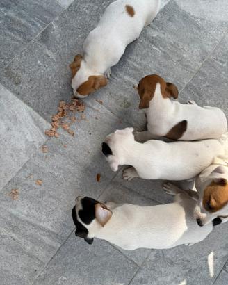 Jack Russel