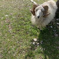 Ariete pecora nana d'ouessant