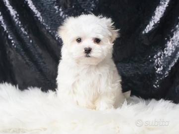 Cucciolo maschio di Maltese