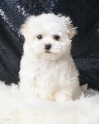 Cucciolo maschio di Maltese