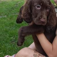 Setter inglese - labrador