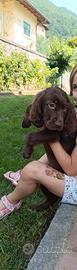 Setter inglese - labrador