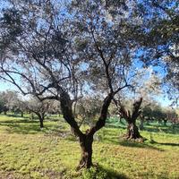 Albero di ulivo alto 5 Mt