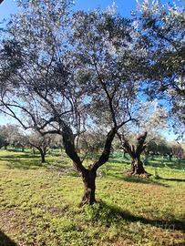 Albero di ulivo alto 5 Mt