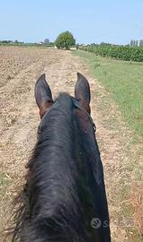 Cavallo