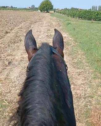 Cavallo