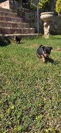 Pinscher
